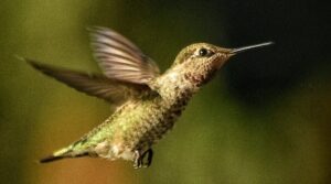Hummingbird