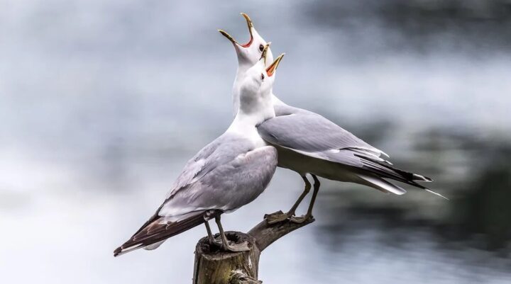 Singing Seagulla