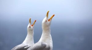 2 seagulls singing