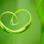 vines into a heart