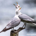 Seaguls Singing
